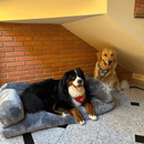 O Sofá dos Sonhos para o Seu Melhor Amigo
