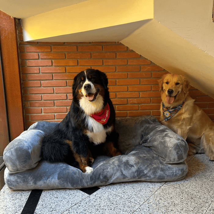 O Sofá dos Sonhos para o Seu Melhor Amigo